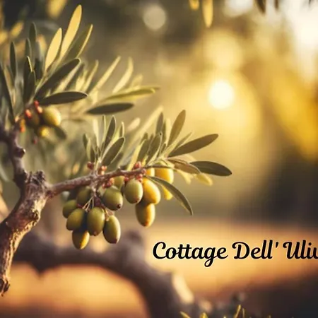 Dell' Ulivo Holiday home
