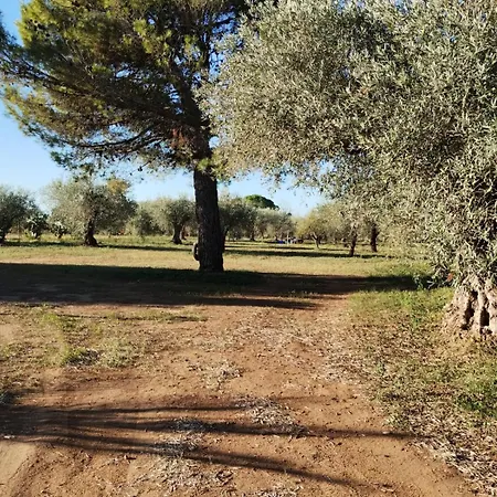Dell' Ulivo *