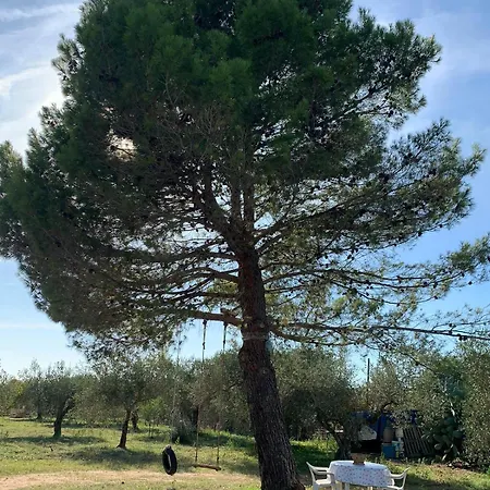 Dell' Ulivo * Caltagirone