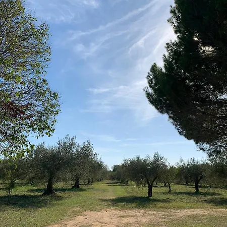 Dell' Ulivo * Caltagirone